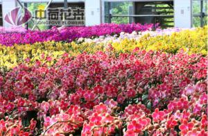 蝴蝶蘭開(kāi)花株